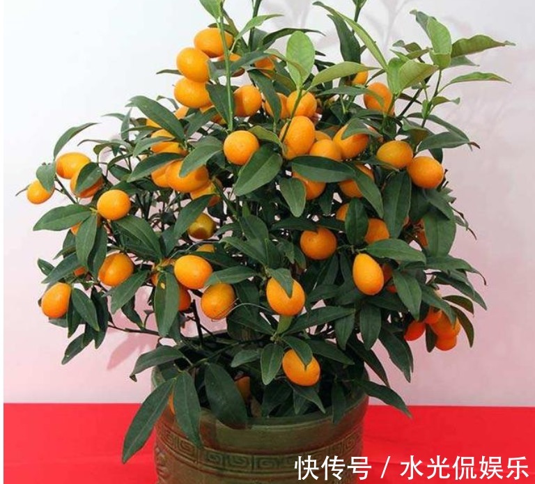 果子|“4种花”一定要养,寓意新一年红红火火,蒸蒸日上,幸福满满!