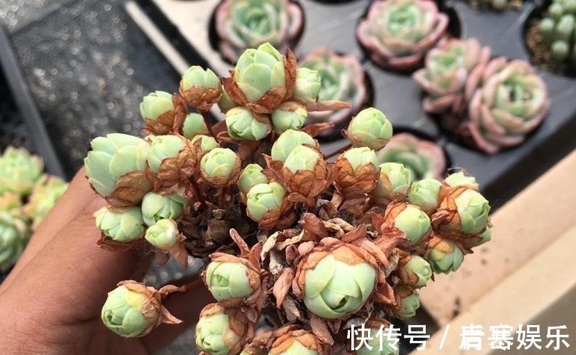 品种|张大哥养肉10多年,总结出4个“耐热品种”,肉迷都喜欢