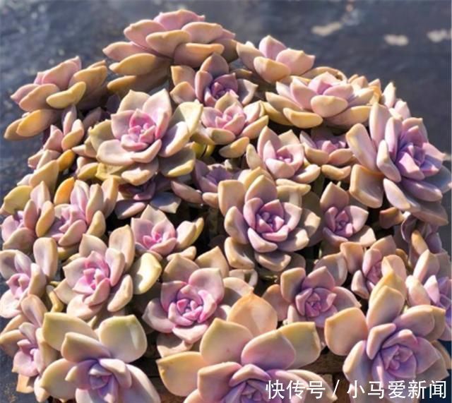 多肉中的潜力股,比吊兰好养,比玫瑰漂亮3招养成绚丽悬崖桩