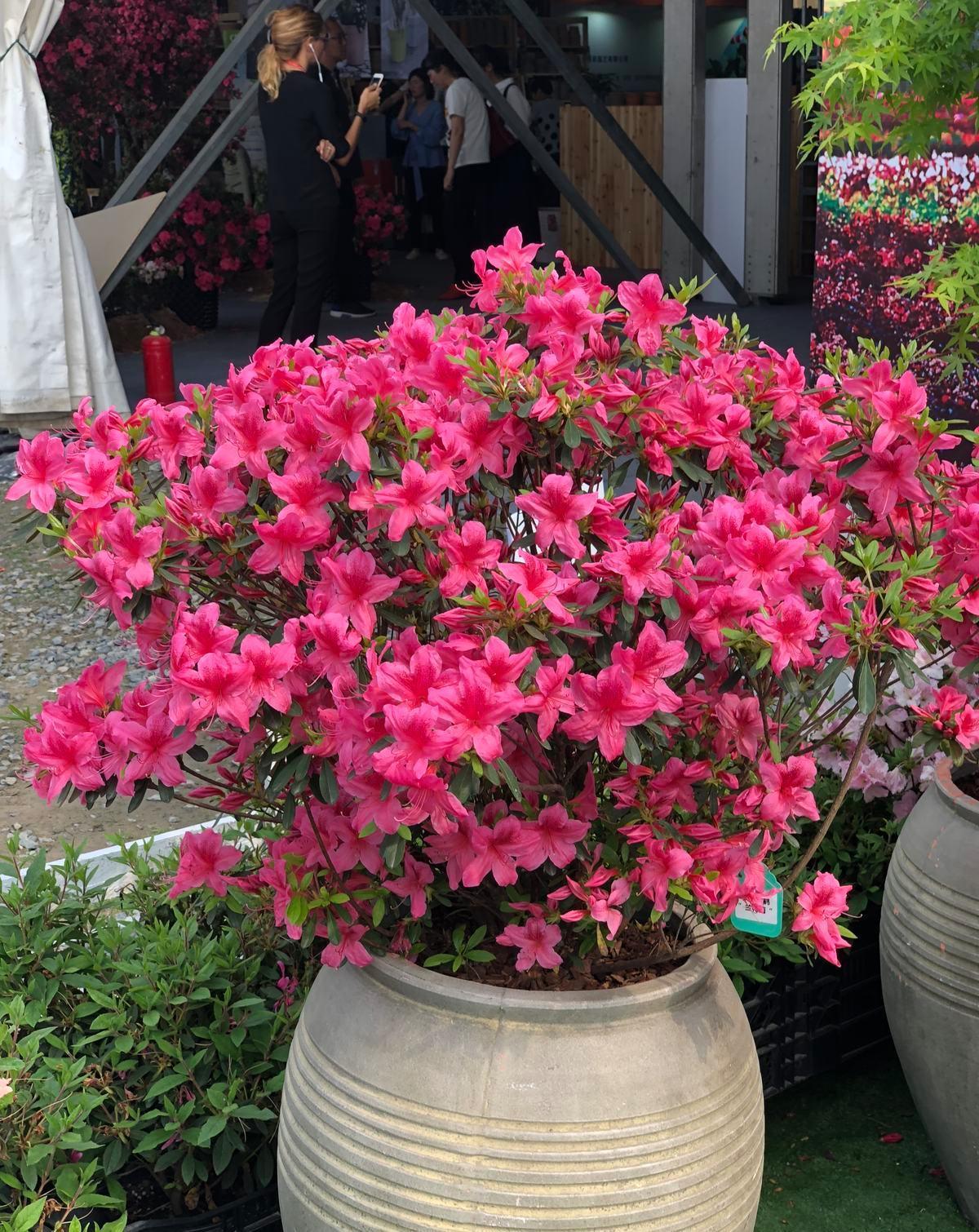 吉利|10种“旺运花”开花红艳艳,现在养一盆,春节刚好开,红火显富贵