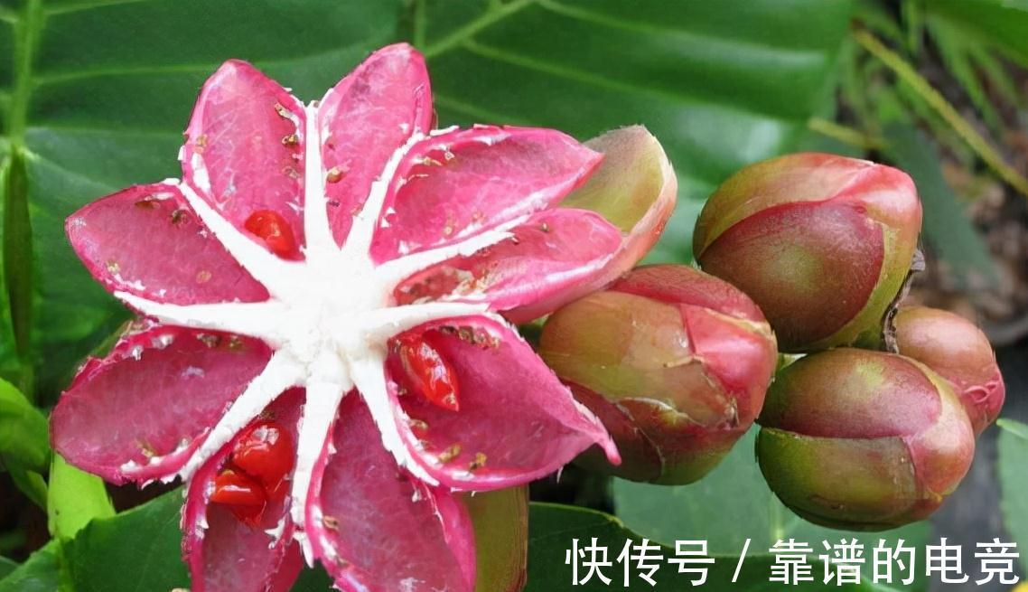 这“三茶花”不怕冷，零下30℃也能开花，单朵可持续绽放一整季