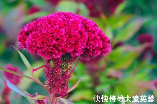 李时珍|痔疮难缠?李时珍:农村一味野花,连喝3天肉球痔疮“连根拔除”