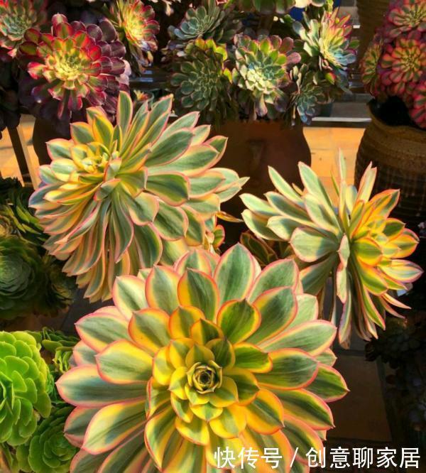 手捧花|养多肉法师,了解掌握5个要点,长成小老桩,好像手捧花