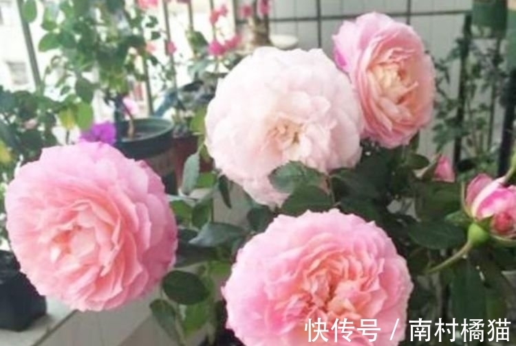 家里养上几种花,365天开花不断,花团锦簇,比牡丹还美
