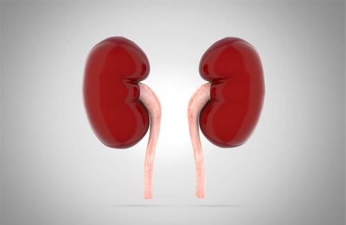  排尿量|黄芪的好搭档或是它，经常用来泡水喝，也许有助呵护肾脏健康