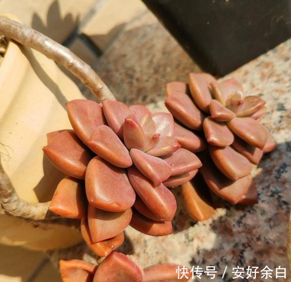 露养2年的姬胧月,不露养不知道,露养后才知道姬胧月可以这么美!