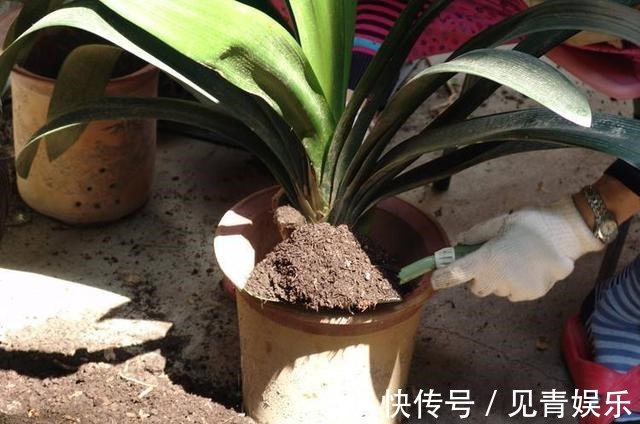 君子兰长得好，“养根”就行，看着肉质根呼呼长，枝头挂红花！