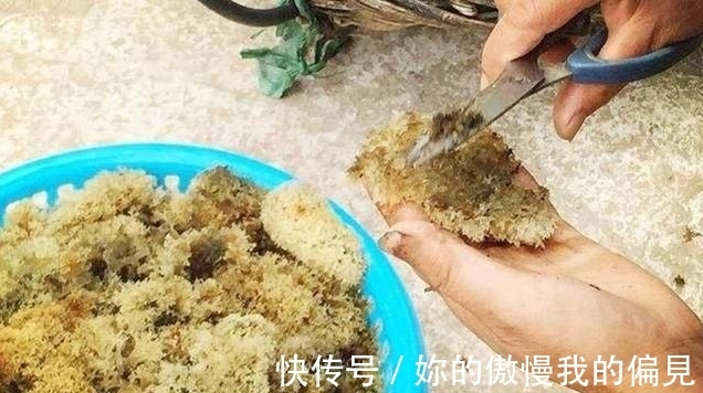 竹竿上生长的山珍,外形似银耳,人称“植物燕窝”,产量非常低