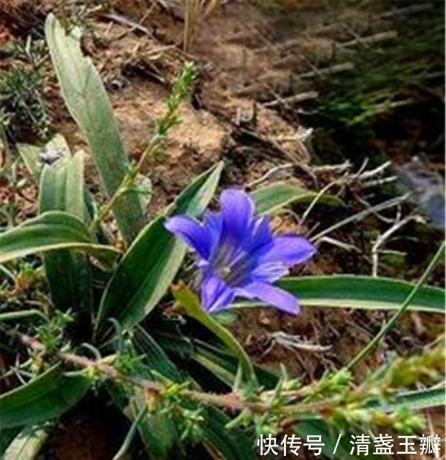 龙胆草|春游的都会给这些花拍照，哪里都是宝，路边的“龙胆草”还能治病