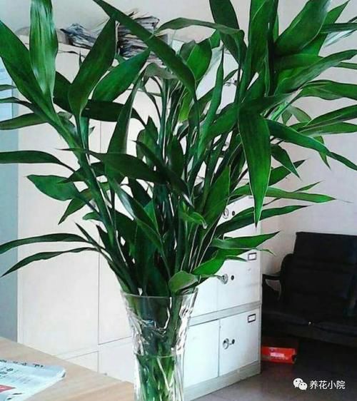 在家自己制作花肥，方法简单，营养全面，养什么花都旺盛