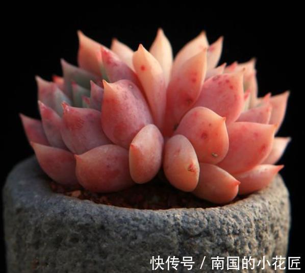 精品|8种莲花座多肉,每一种都是精品,看一眼就入坑了,你养过几种?