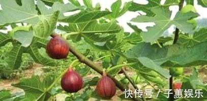 除痔|痔疮最怕这几样食物，每天吃两口，消炎除痔，比“塞药”管用