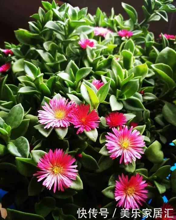 银边吊兰|13种常见吊兰,个个美成仙,快看看你家有几种?