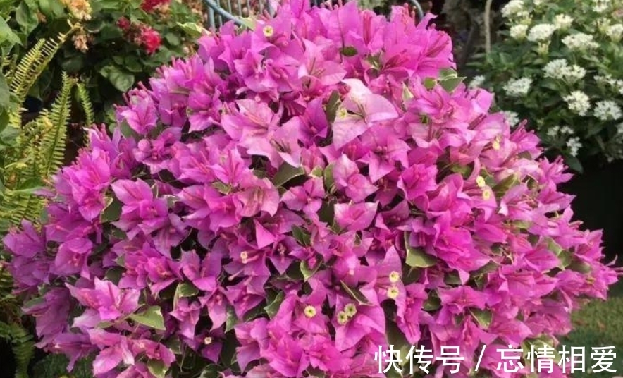 花球|要想三角梅开成“花球”,要定期修剪,再做好4点,才能花开不停