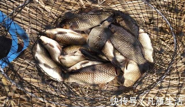 钓鱼一直在用的自制小药，想要配方的看过来，针对鲫鱼和鲤鱼