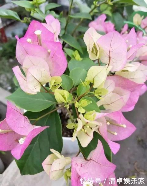 开花勤快,好养好看少病害,这两种“开花机器”,谁养谁爱!
