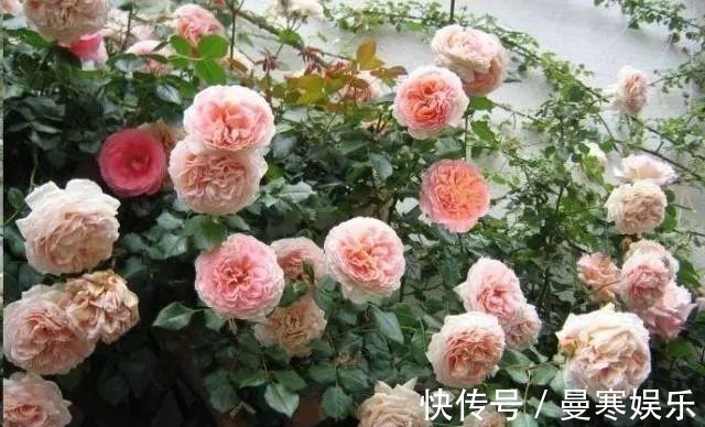 “小花”不起眼这3种“开花劳模”,适当养护,开花停不下!