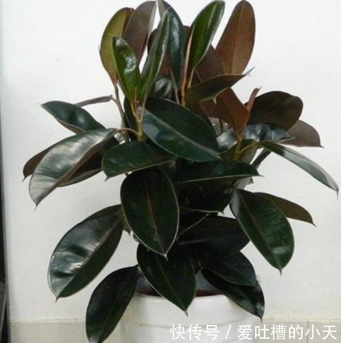 有钱人都养3种花，净化空气，还能很好的旺运，财源广进