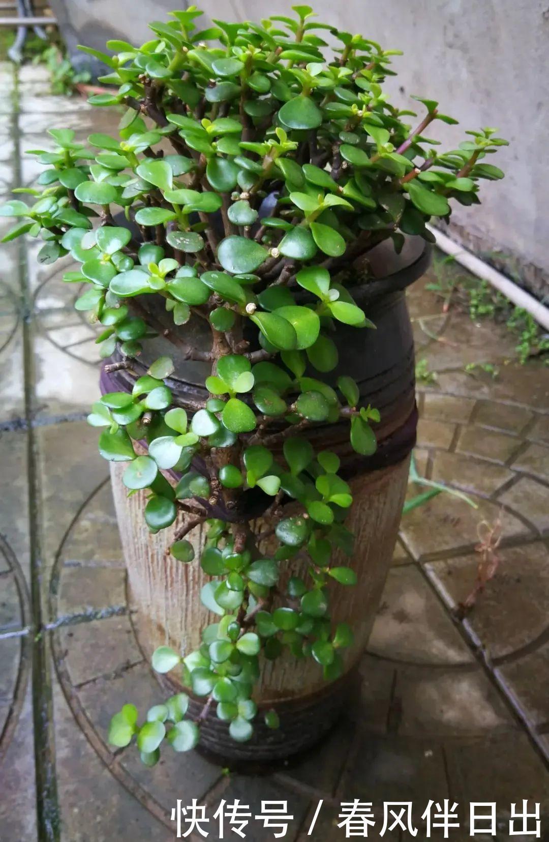 超级耐旱花,整个冬天不浇水,还能胖一圈!