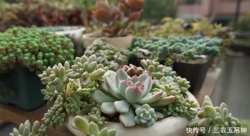 多肉植物怎么养? 多久浇一次水? 适合新手入手的多肉有哪些?