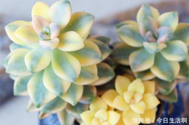 多肉长得快不快，土壤很关键，多肉分类配土的7种方法！