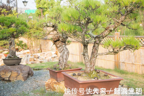 松柏|松柏盆景是盆景界的长寿树，教你日常养护的要求和技巧，长势旺盛