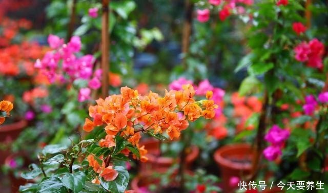 4种花“最好养”,种一棵长一片,密密麻麻都是花!