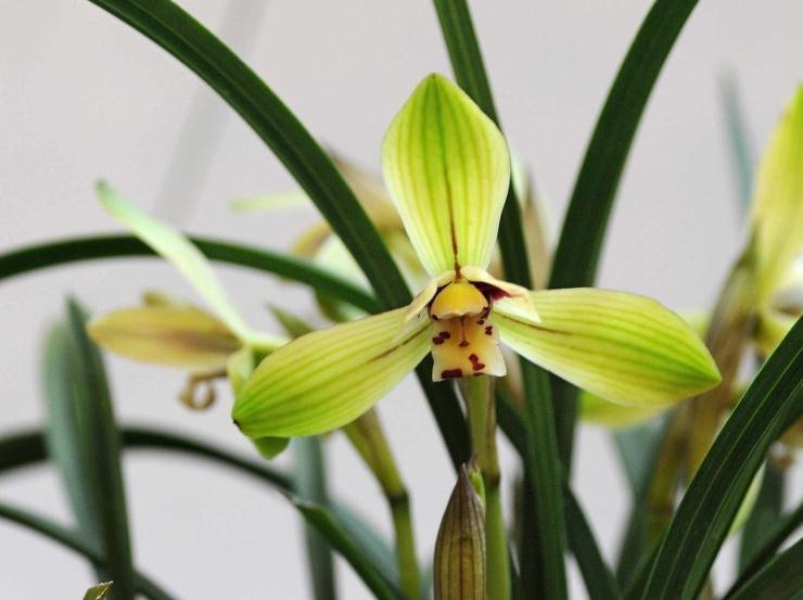 兰花要养的好，根系又多又壮，得用这些小方法，其实也很简单