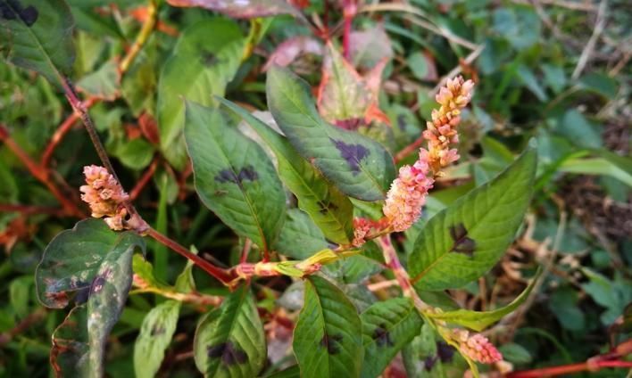  这类植物味道很辣，但不是辣椒，现在很少了，你们哪里有吗？