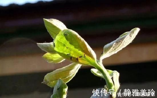 家中养花,这5毛钱的小东西别乱丢,能让花蹿到2米高,你知道了吗