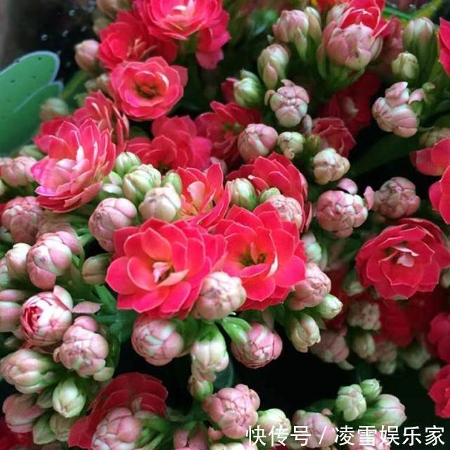 养花|养花“施肥”擦亮眼,2种“肥”足够,用多了反而“有害”