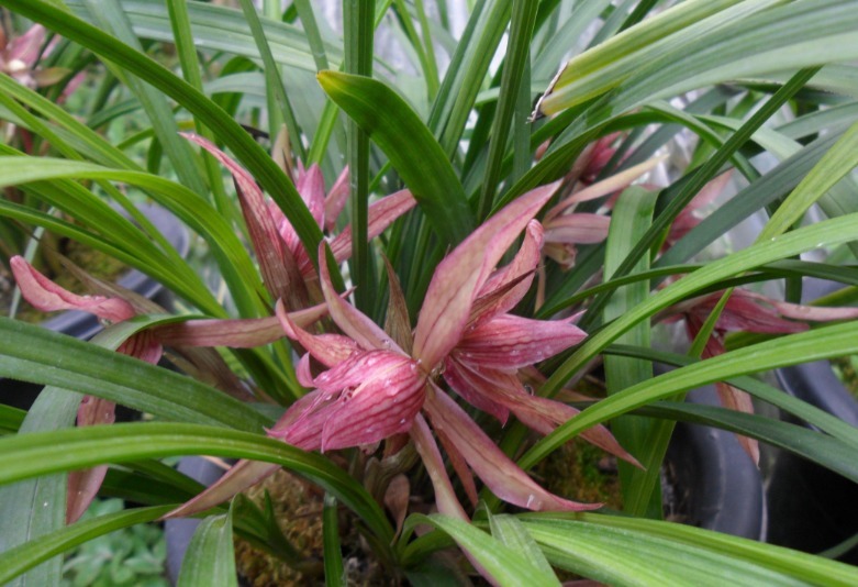 好看的兰花这样栽种后，不但可以常常开花，还能芳香满屋