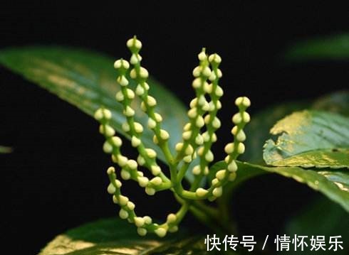 这花开起来像小金珠,香味胜似香兰,整栋楼邻居都被迷倒!