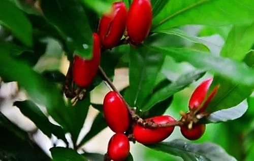 它被称为“神秘果”一斤500元，曾是国宝级珍稀植物，你吃过吗？