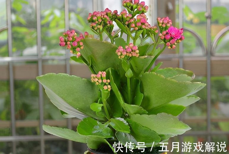 入冬以后，4种小盆花很受欢迎，价格亲民，好养易活，喜欢吗