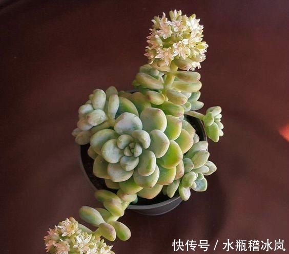 多肉|那些自带果冻色的多肉,它们可从来不让你失望!