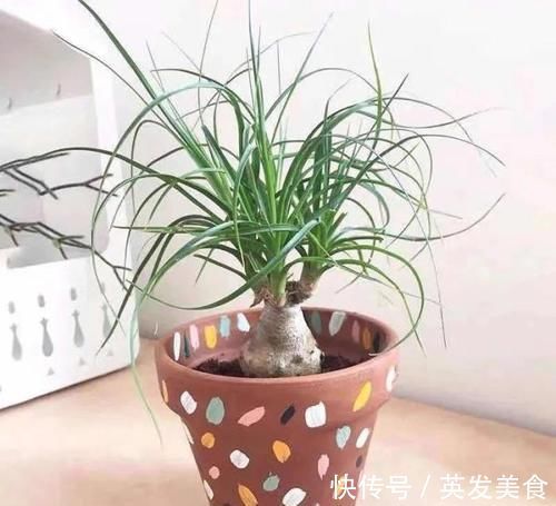 浇水|最适合懒人养的5种花，省心又好养，偶尔浇浇水就可以活