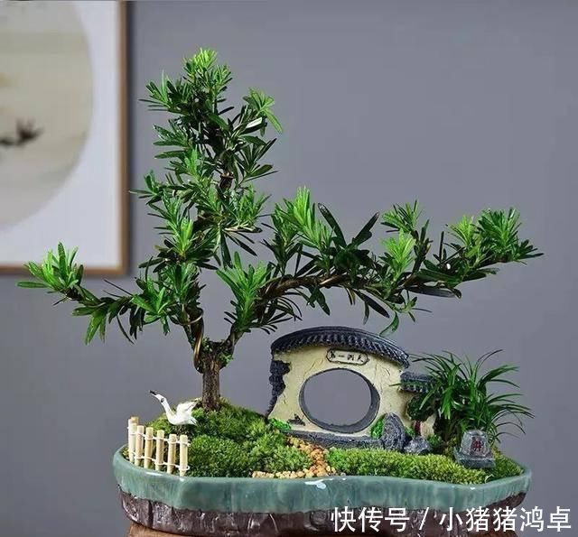 银杏树|聪明人爱养这八种“守家树”,护宅吉祥保平安,养好了都是传家宝