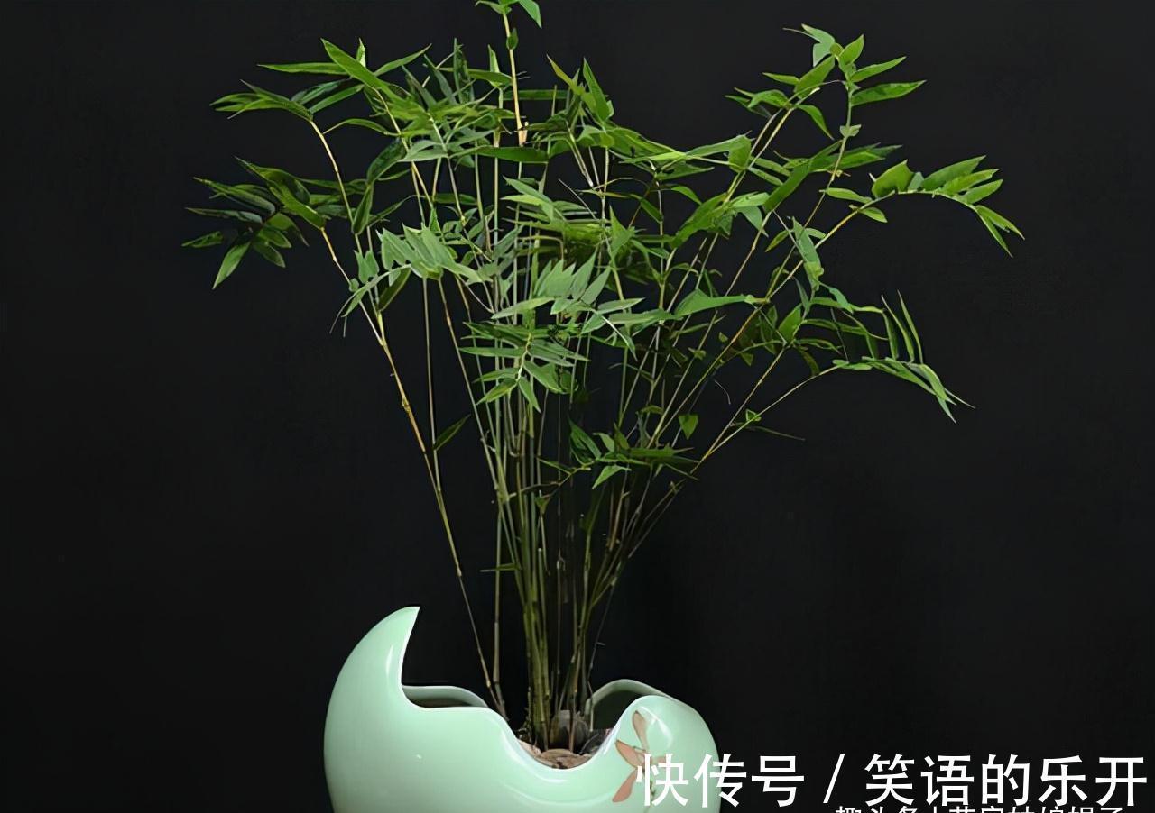 竹子会开花，不能养？错，这3种竹子可以养在室内，比花还好看