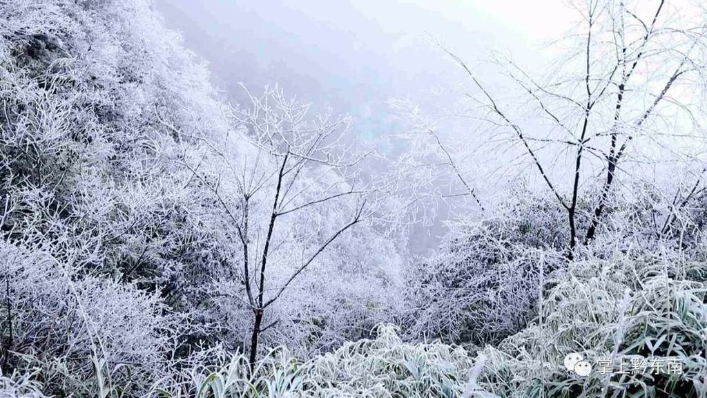 味道|黔东南绝美雾凇已到货！诶呦，这是冬天的味道！