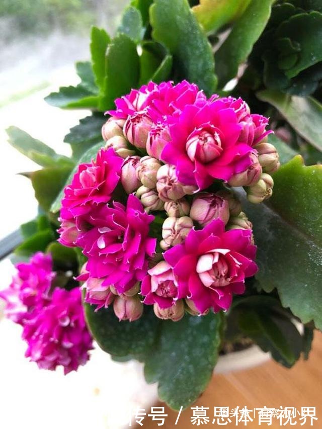 想长寿花多冒苞,土里埋下这“两料”,蹭蹭窜芽,开出层叠群花