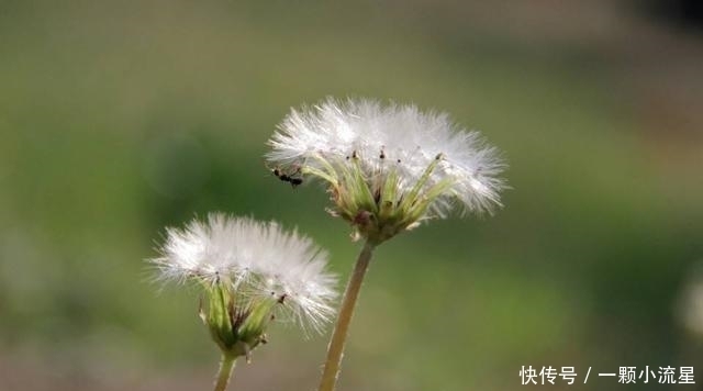 華花郎|這個時候喝蒲公英，可以更好的保肝排毒，還可以護胃殺菌