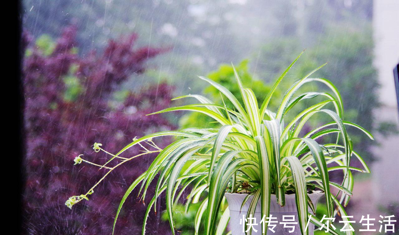 楼房|封闭的楼房养花，首选这6种，都是净化小能手，养在家里利于健康