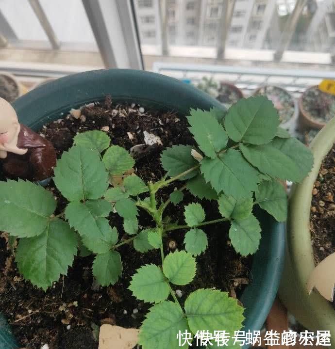 旺盛|松针怎么养花?有3种方法,盆土更肥沃了,花草旺盛