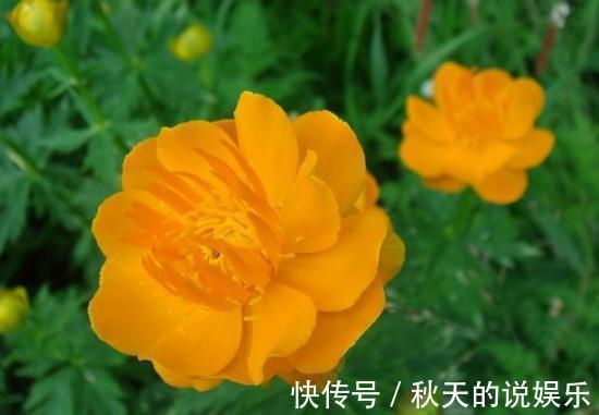 从11月7日开始,家养此款花卉,耐旱又耐晒,花开大又艳