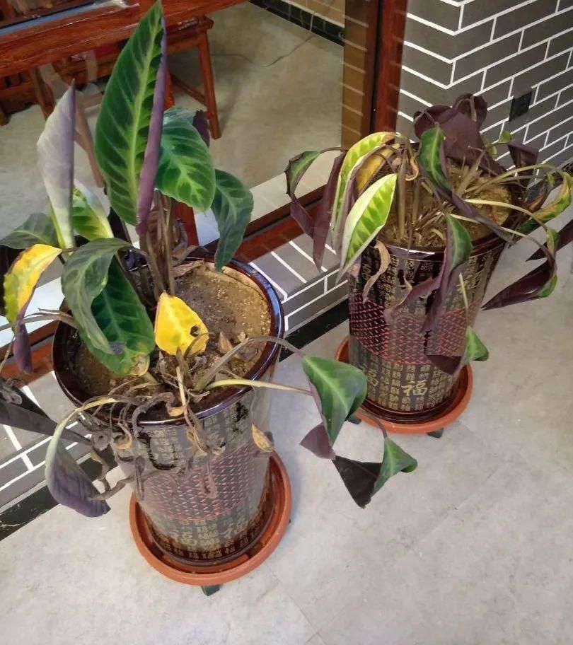 竹芋|11月,千万别买这种花,养不活惹一肚子气