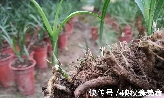 内炼一口气，不接触土壤都能生根，兰花原来是这么生长的