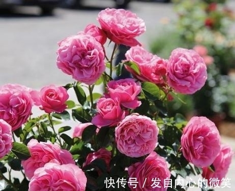 藤本月季|几款花卉,花期200多天,盛开时繁花似锦,花色美轮美奂