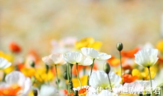 金牛|从7月20日开始，不舍旧情，双手紧握，依偎在侧，甜蜜相伴