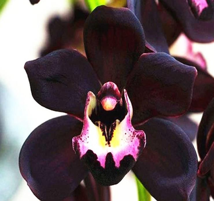 兰花|被抢购一空的兰花,绿杆紫花,叶片油亮,兰香扑鼻,比牡丹要美